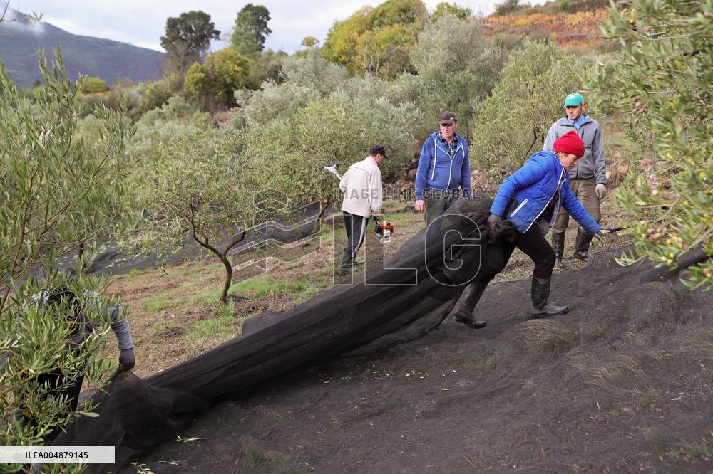 Beginning of The Olive Harvesting Campaign - Spain