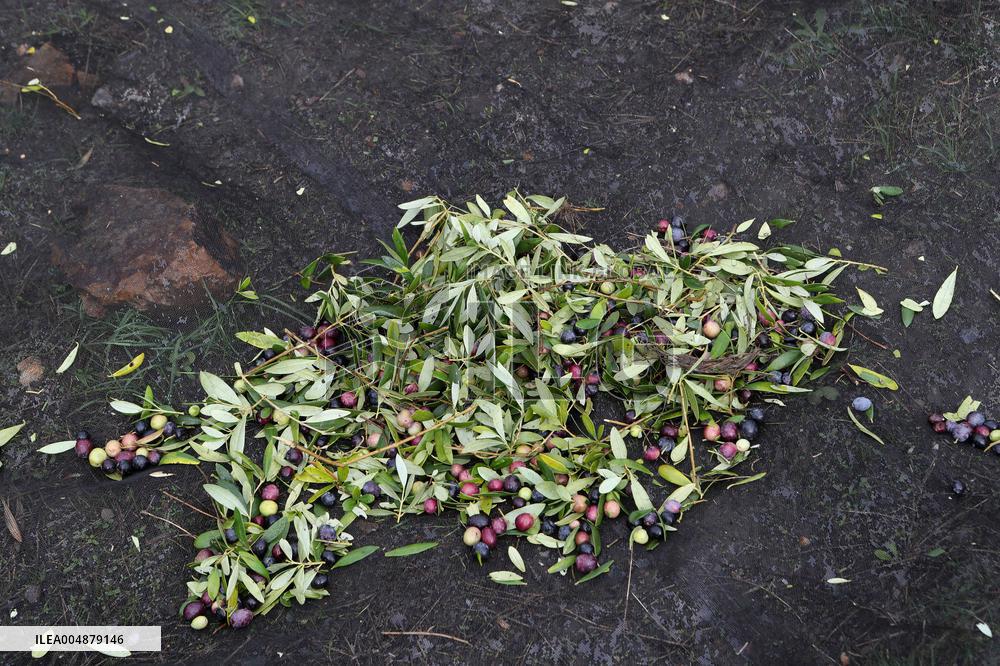 Beginning of The Olive Harvesting Campaign - Spain