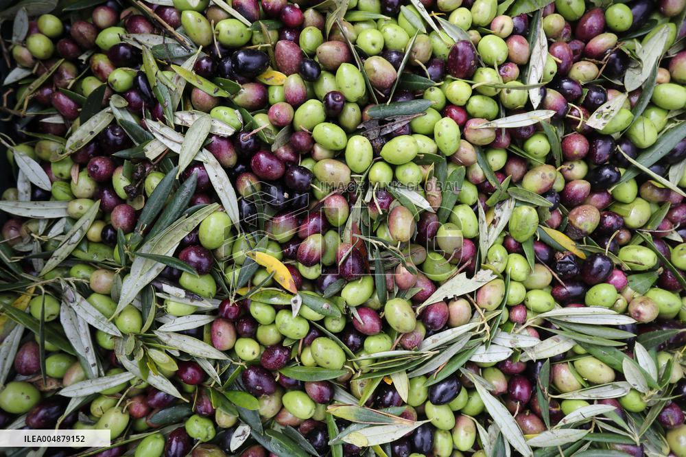 Beginning of The Olive Harvesting Campaign - Spain