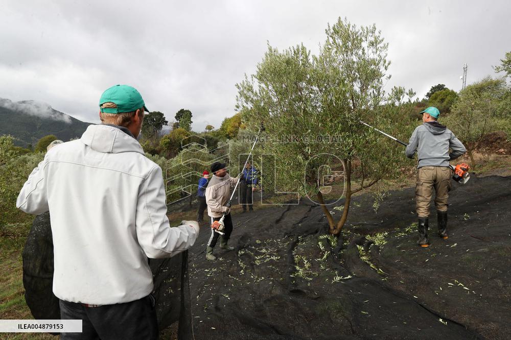 Beginning of The Olive Harvesting Campaign - Spain