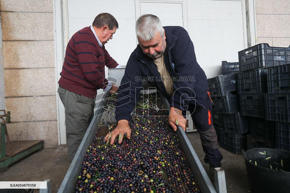 Beginning of The Olive Harvesting Campaign - Spain