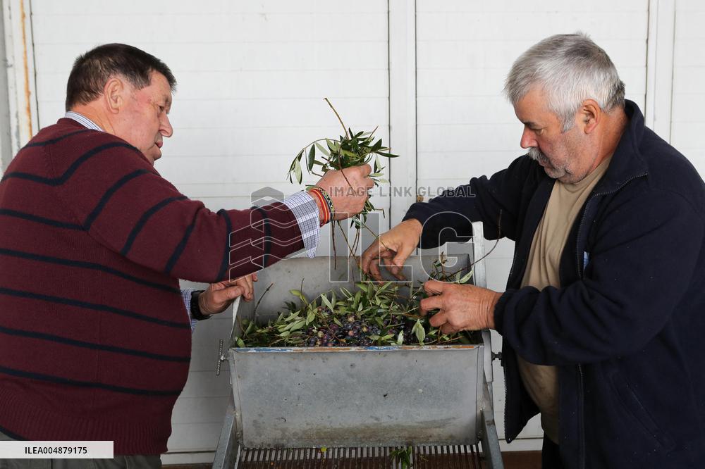 Beginning of The Olive Harvesting Campaign - Spain