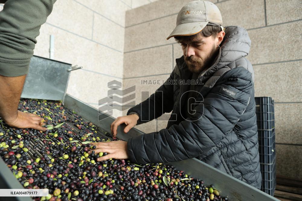 Beginning of The Olive Harvesting Campaign - Spain
