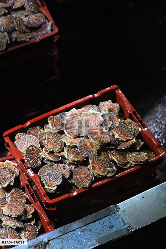 Return From Scallop Fishing - Port-En-Bessin. FC