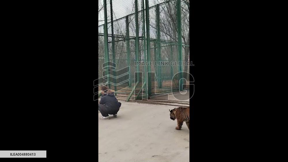 China: Playful Tiger Cub Ambushes Keeper From Behind at Shanxi Zoo