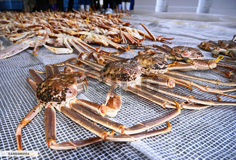 Season's 1st catch of Echizen crabs