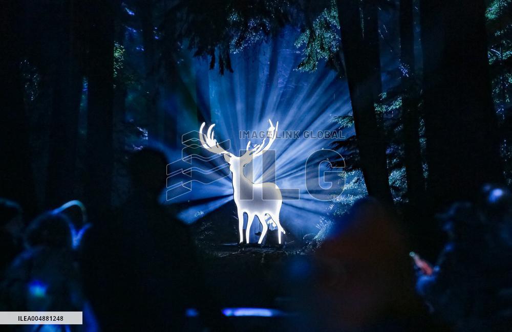 Harry Potter - A Forbidden Forest Experience - Vancouver