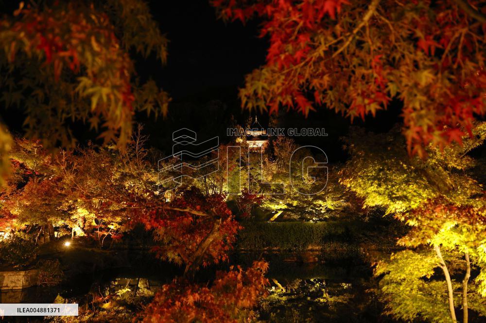 Kyoto temple special light-up for autumn foliage