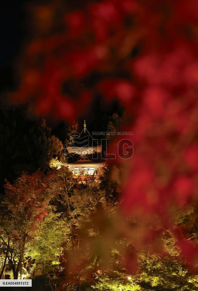 Kyoto temple special light-up for autumn foliage