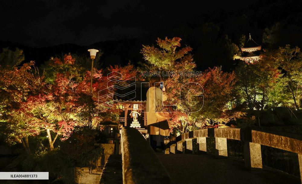 Kyoto temple special light-up for autumn foliage