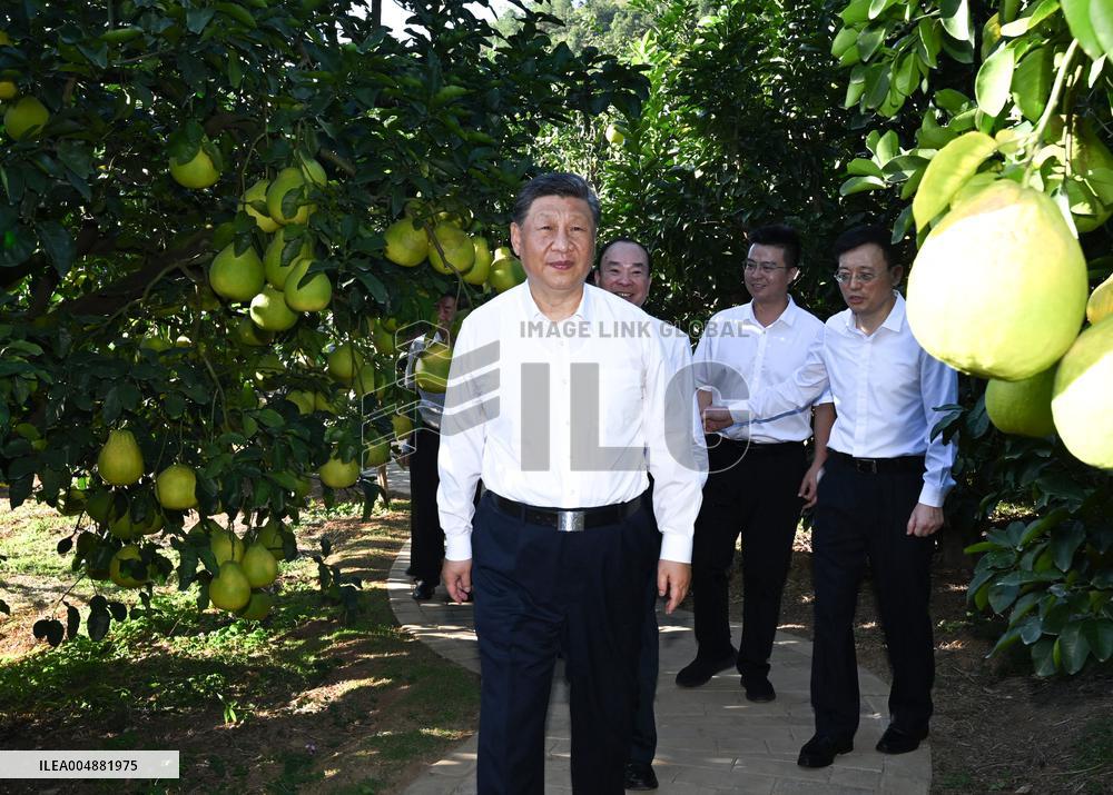 President Xi Jinping Visits A Pomelo - China