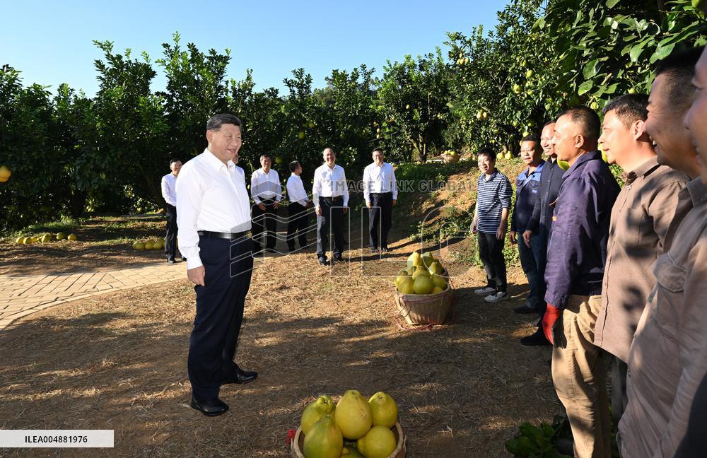 President Xi Jinping Visits A Pomelo - China