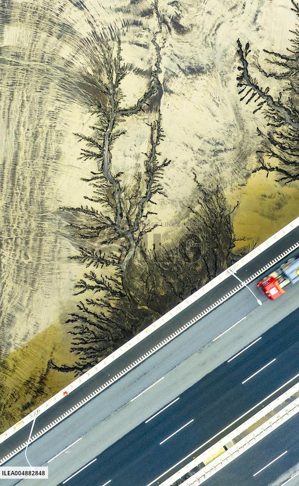 Qiantang River Tidal Tree Landscape