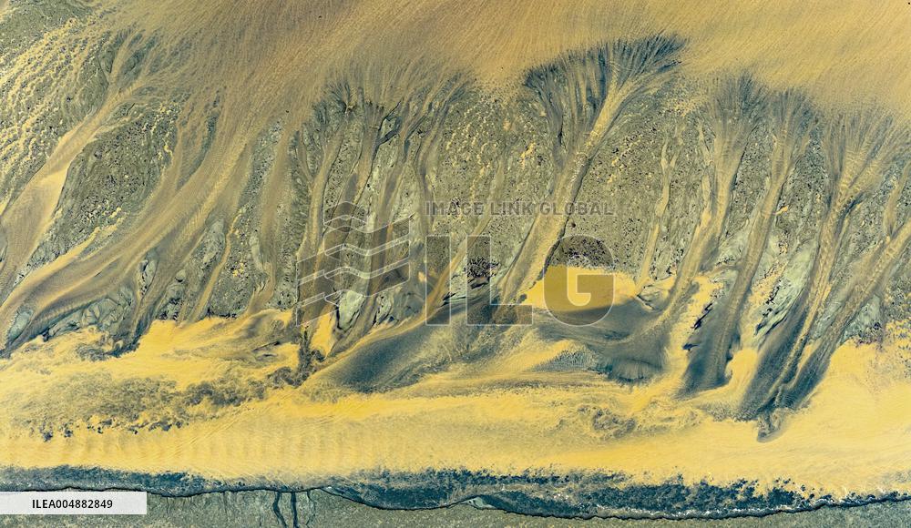 Qiantang River Tidal Tree Landscape