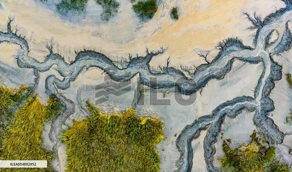 Qiantang River Tidal Tree Landscape