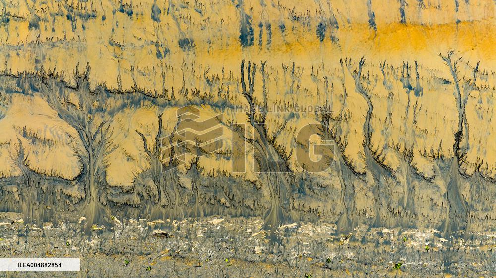 Qiantang River Tidal Tree Landscape