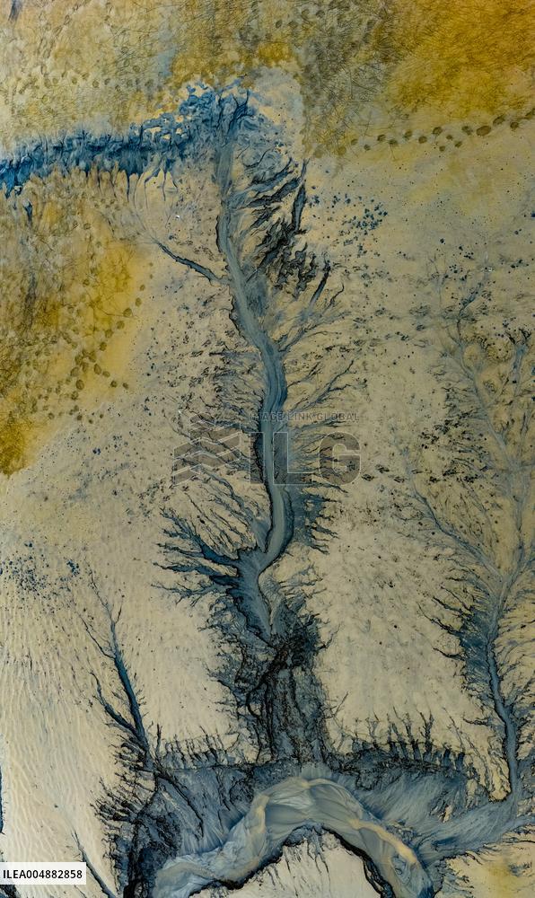 Qiantang River Tidal Tree Landscape