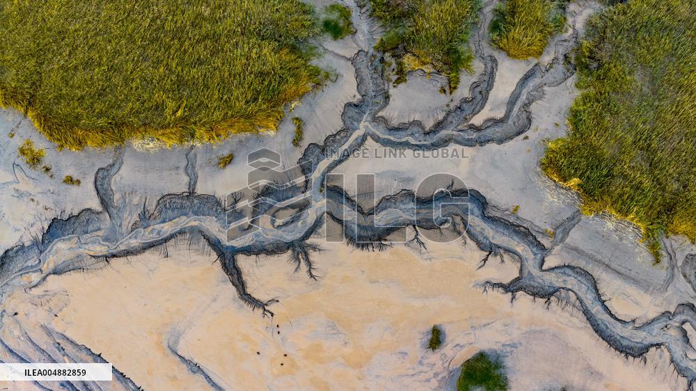 Qiantang River Tidal Tree Landscape