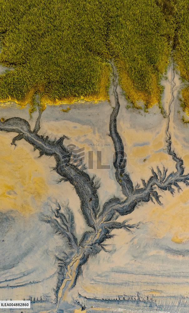 Qiantang River Tidal Tree Landscape
