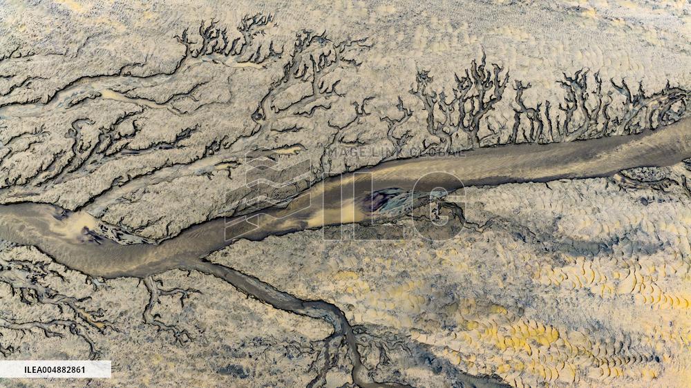 Qiantang River Tidal Tree Landscape