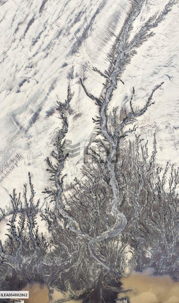 Qiantang River Tidal Tree Landscape