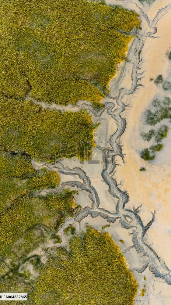 Qiantang River Tidal Tree Landscape