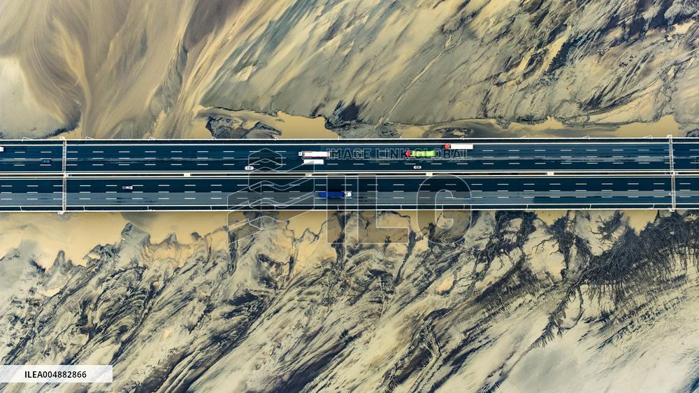 Qiantang River Tidal Tree Landscape