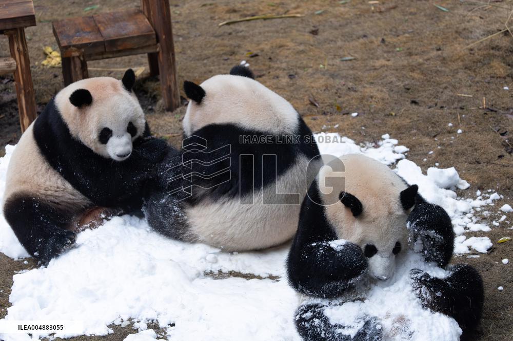 Giant Panda Playing With Snow in Chongqing Zoo