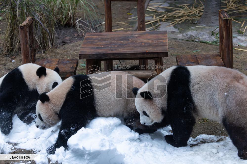 Giant Panda Playing With Snow in Chongqing Zoo