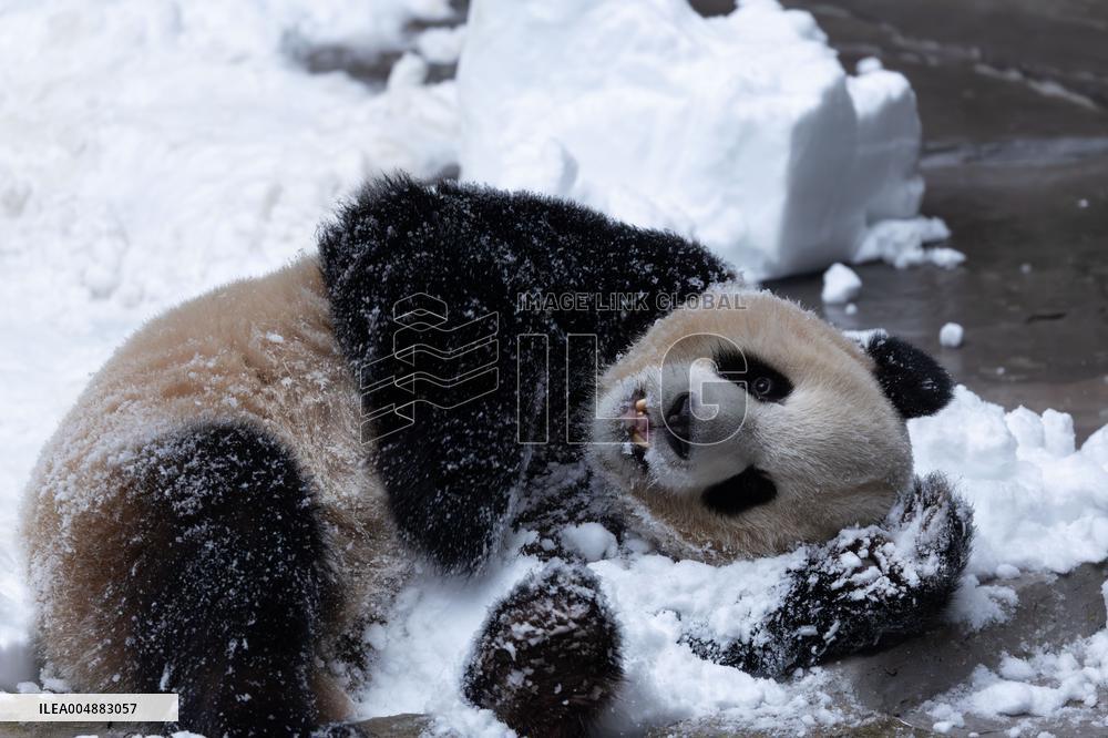 Giant Panda Playing With Snow in Chongqing Zoo