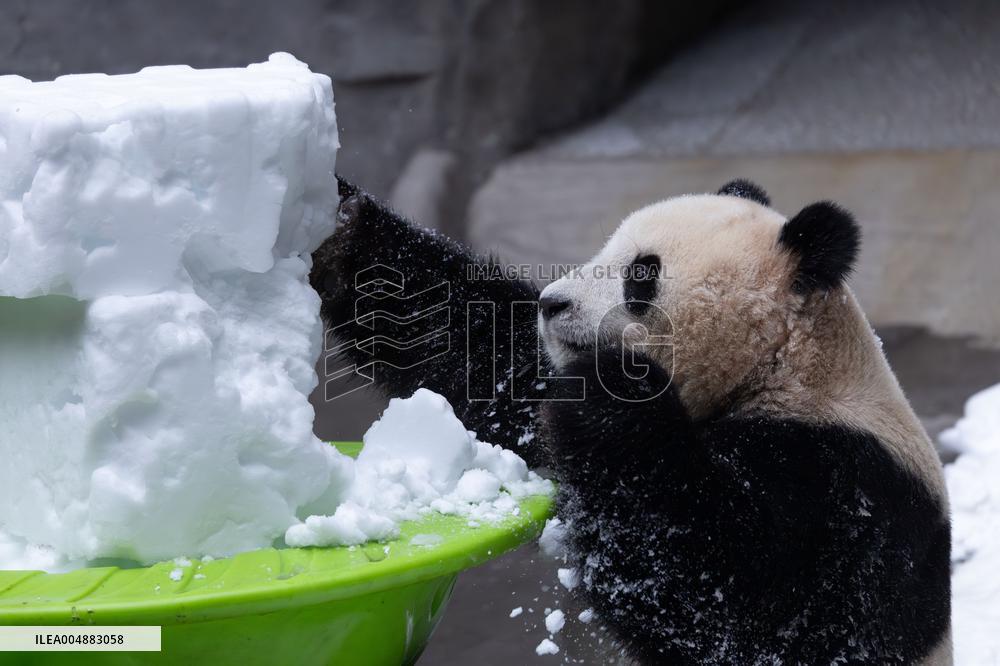 Giant Panda Playing With Snow in Chongqing Zoo