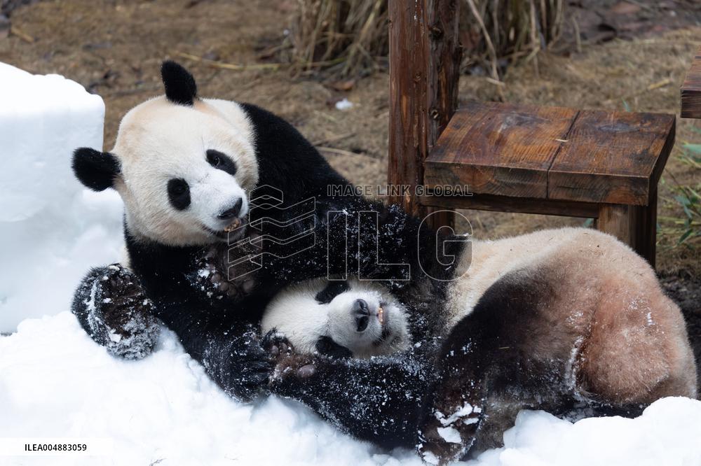 Giant Panda Playing With Snow in Chongqing Zoo