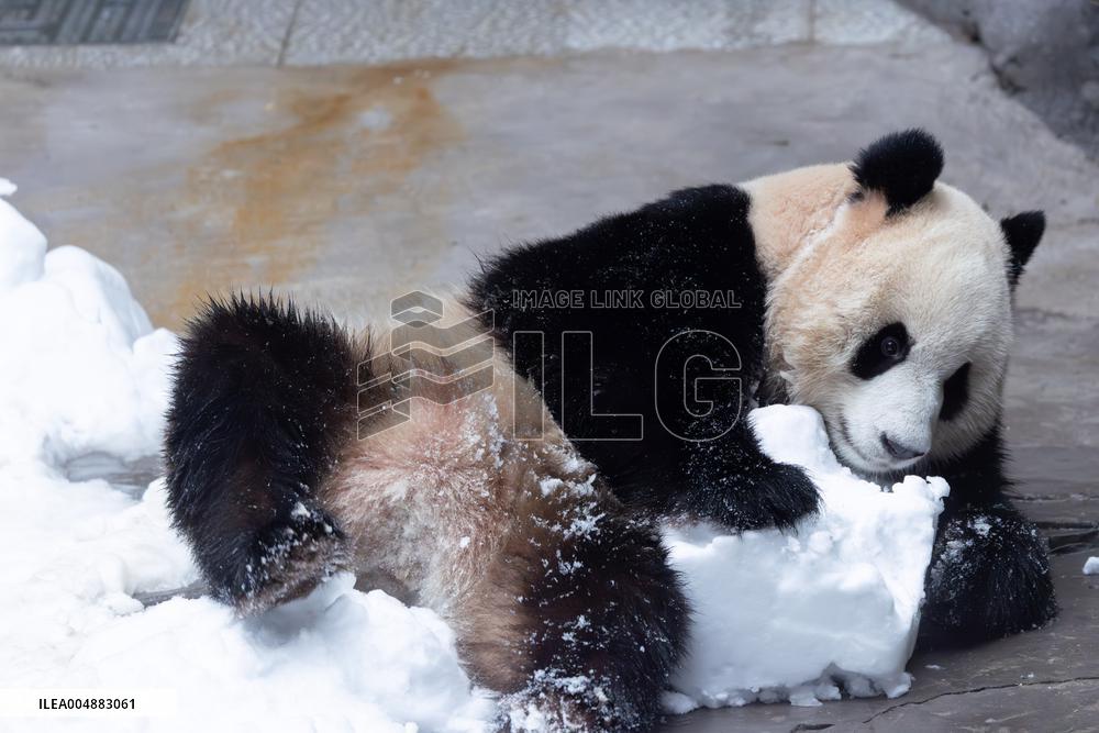 Giant Panda Playing With Snow in Chongqing Zoo
