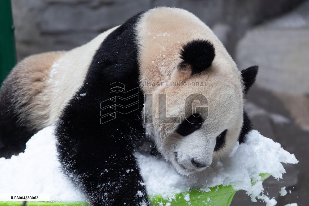Giant Panda Playing With Snow in Chongqing Zoo