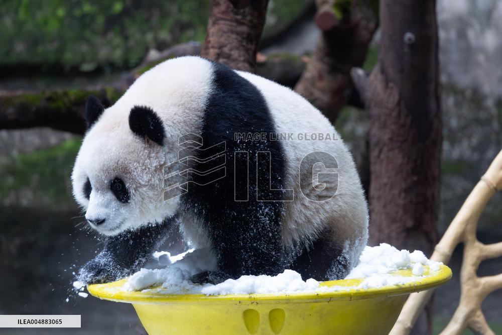 Giant Panda Playing With Snow in Chongqing Zoo