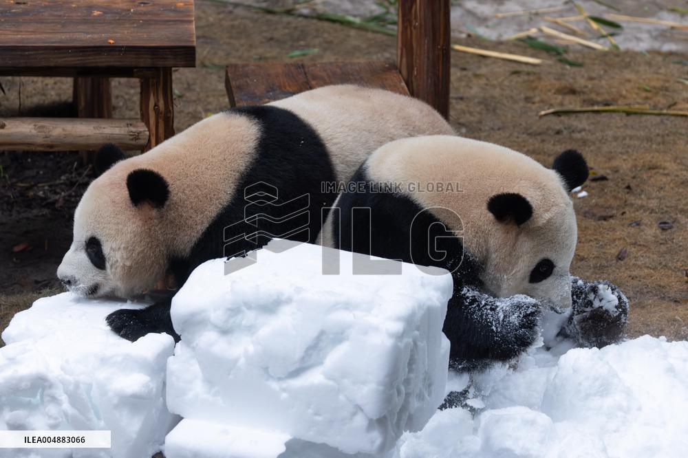 Giant Panda Playing With Snow in Chongqing Zoo