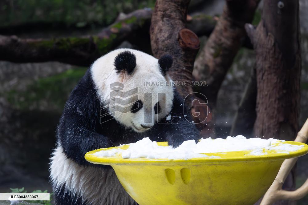 Giant Panda Playing With Snow in Chongqing Zoo