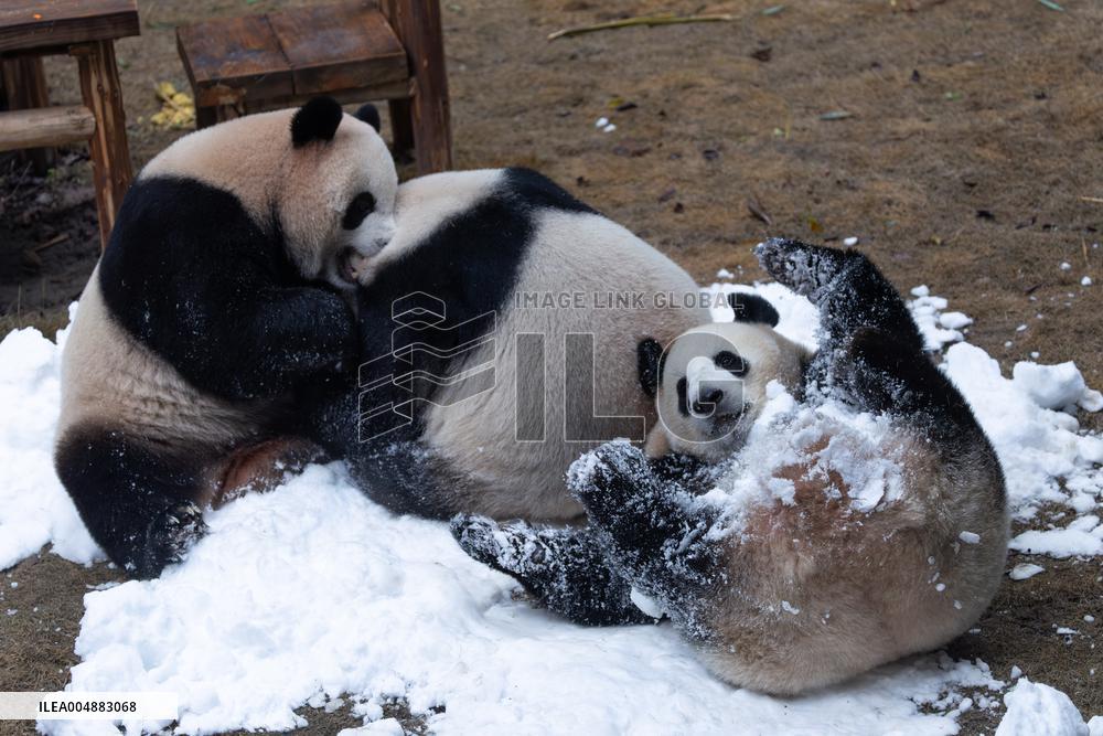 Giant Panda Playing With Snow in Chongqing Zoo