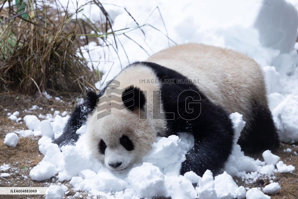 Giant Panda Playing With Snow in Chongqing Zoo