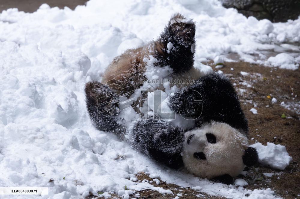 Giant Panda Playing With Snow in Chongqing Zoo