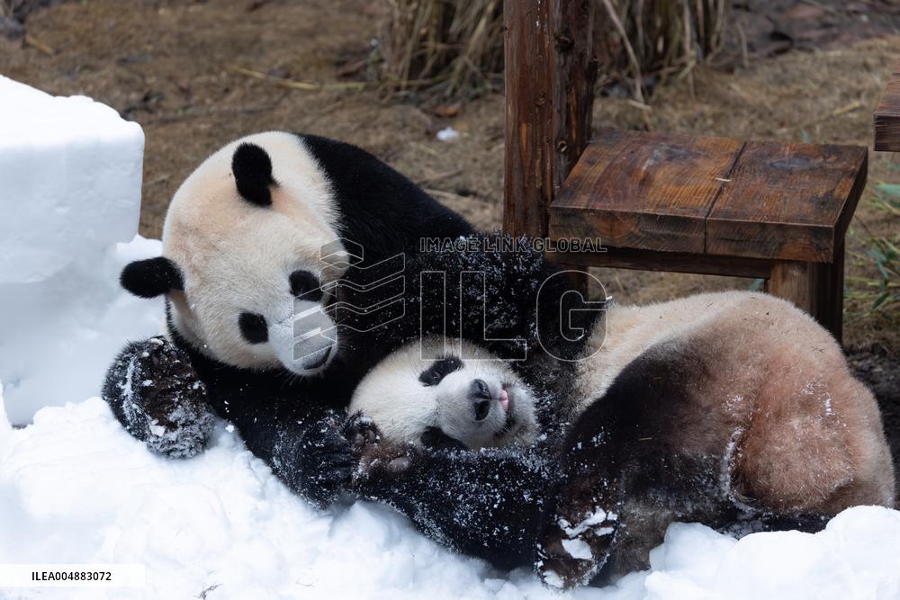 Giant Panda Playing With Snow in Chongqing Zoo