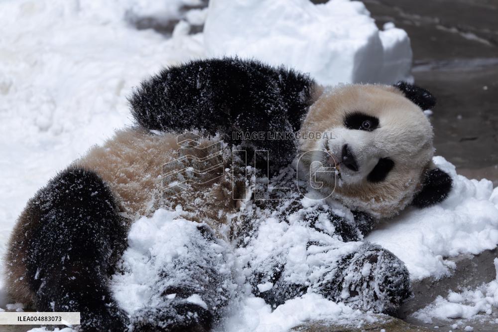 Giant Panda Playing With Snow in Chongqing Zoo