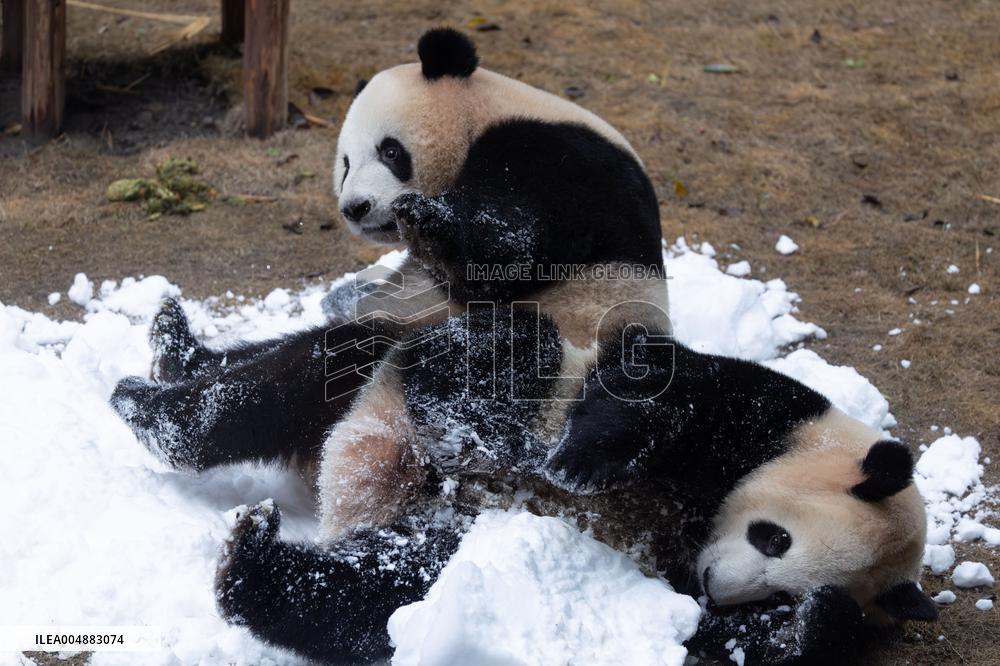 Giant Panda Playing With Snow in Chongqing Zoo