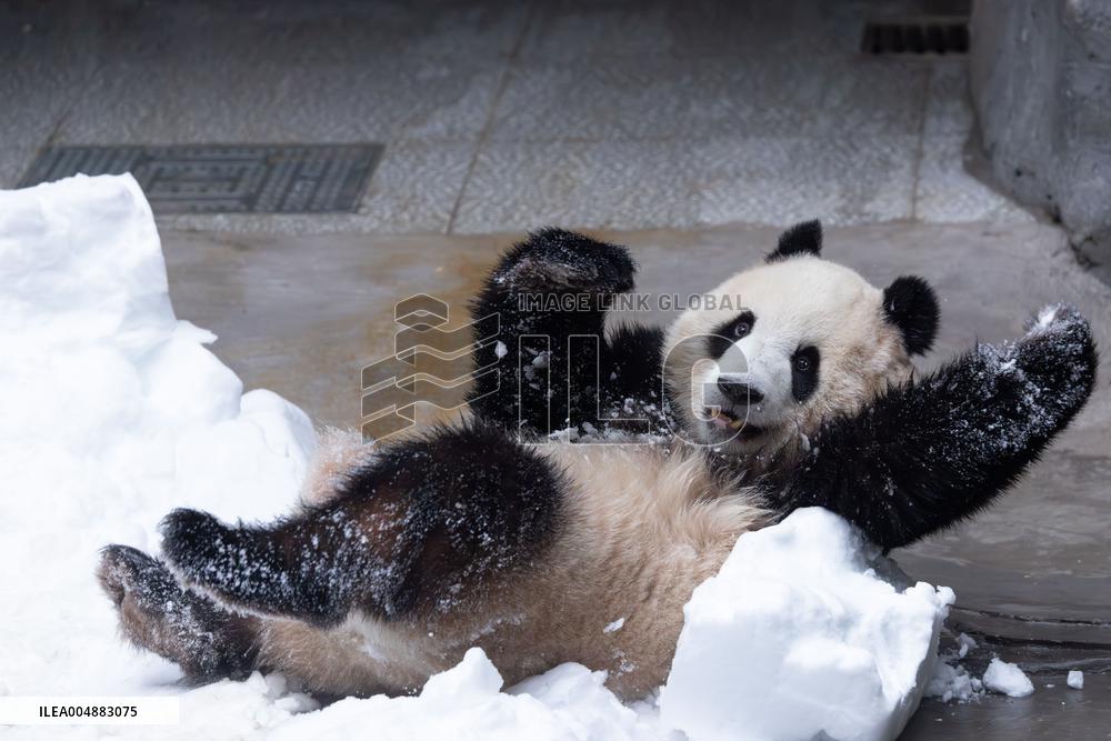 Giant Panda Playing With Snow in Chongqing Zoo