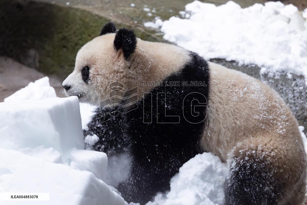 Giant Panda Playing With Snow in Chongqing Zoo