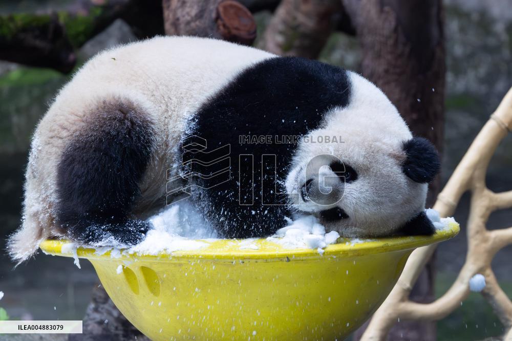 Giant Panda Playing With Snow in Chongqing Zoo