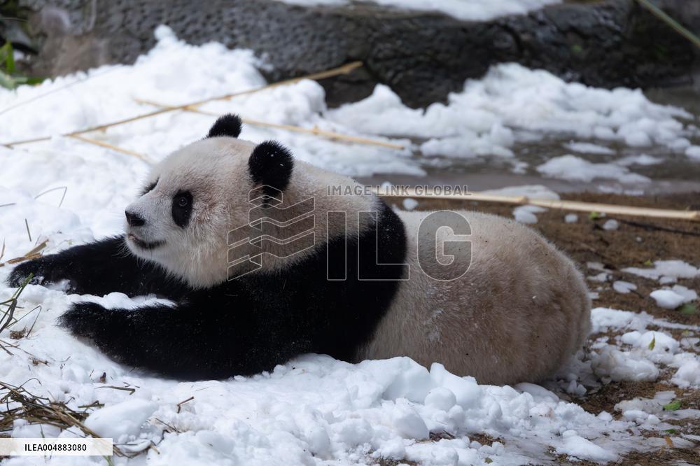 Giant Panda Playing With Snow in Chongqing Zoo