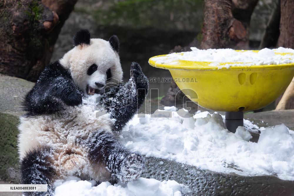 Giant Panda Playing With Snow in Chongqing Zoo
