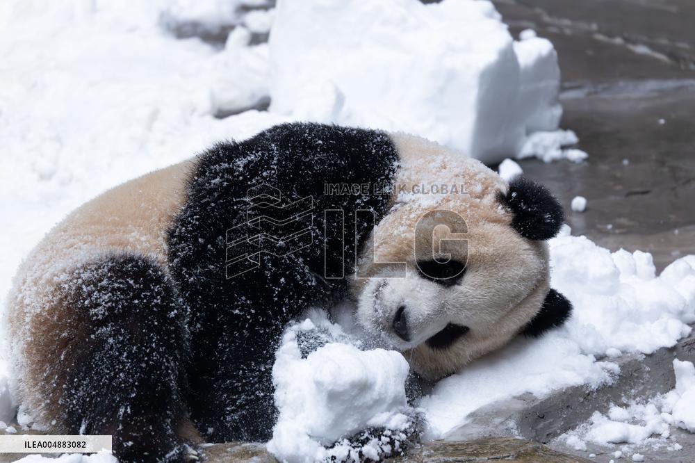 Giant Panda Playing With Snow in Chongqing Zoo