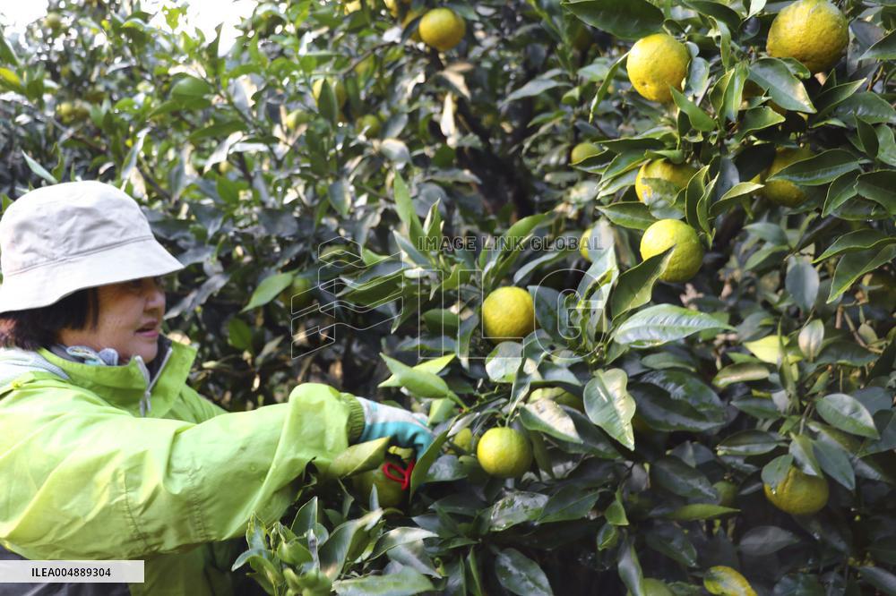 Harvest of jabara in western Japan